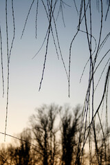 winter forest in the evening