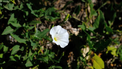 
Flowers in a city park. Background image for web design.