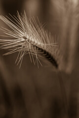 Barley out of focus, abstract photography, nice Barley, fine art photo of barley, sepia, black and white photo of barley