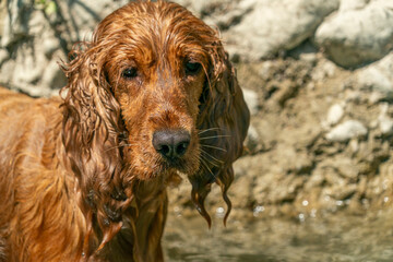 Puppy dog cocker spaniel playing on the beach