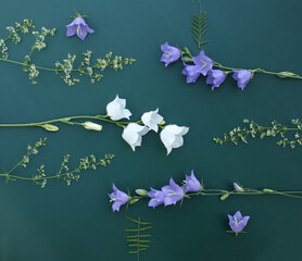 Delicate composition made of violet and white bell flowers on green background. The concept of summer, spring, Mother's Day, March 8, Easter, wedding. Flat lay, top view