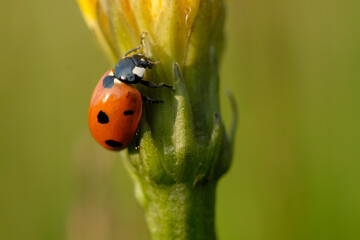 A red seven-dot ladybug in close-up on a green stem of yellow flower on a sunny day. Spring. Garden. Poland.