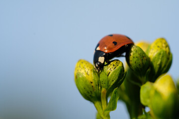 A red seven-dot ladybug in close-up on flower buds on a sunny day against a blue sky. Spring. Garden. Poland. © Michal Murawski
