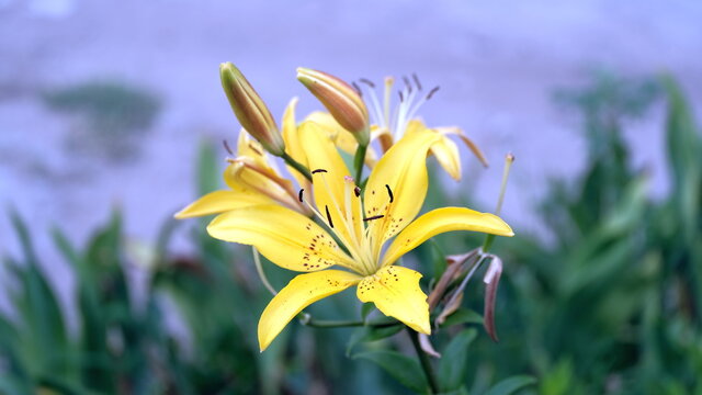 
Flowers in a city park. Background image for web design.
