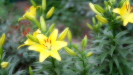 
Flowers in a city park. Background image for web design.