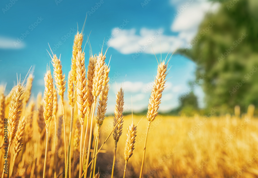 Canvas Prints Golden wheat field