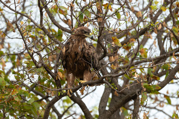 Aigle ravisseur,.Aquila rapax , Tawny Eagle