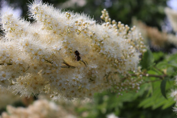 Sorbaria sorbifolia Blooming false spiraea