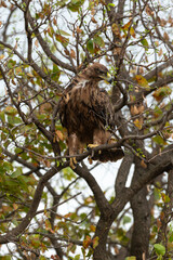 Aigle ravisseur,.Aquila rapax , Tawny Eagle