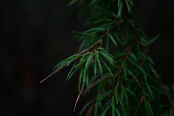 Mysterious coniferous plant in a dark forest
