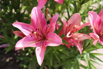 Lily flowers close up, isolated