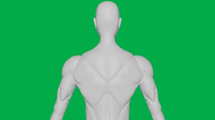 3D Rendered Muscular anatomical Human/AI Mannequin Sculpture model on Green Screen Background (Upper body Back view)