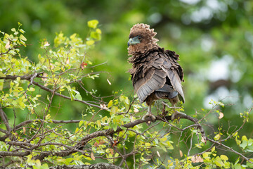 Bateleur des savanes, Aigle bateleur,  Terathopius ecaudatus, Bateleur