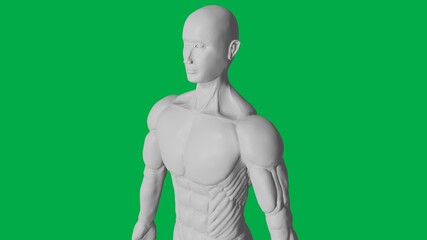 3D Rendered Muscular anatomical Human/AI Mannequin Sculpture model on Green Screen Background (Upper body 45 angle view)