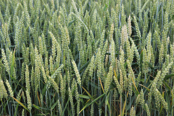 Close up of green wheat growing