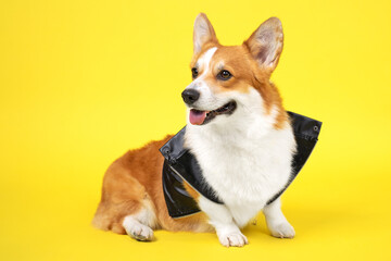 Close up portrait of cute corgi dog wearing black leather classic biker jacket on a yellow background. Pretty smiling dog face expression.