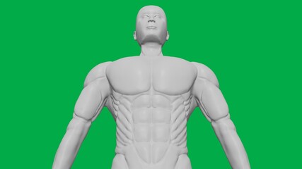 Fototapeta na wymiar 3D Rendered Muscular anatomical Human/AI Mannequin Sculpture model on Green Screen Background (Upper body Bottom-Up view)
