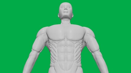 3D Rendered Muscular anatomical Human/AI Mannequin Sculpture model on Green Screen Background (Upper body Bottom-Up view)