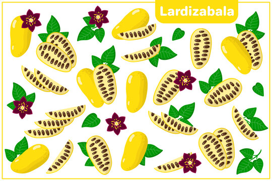 Set of vector cartoon illustrations with Lardizabala exotic fruits, flowers and leaves isolated on white background