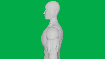 3D Rendered Muscular anatomical Human/AI Mannequin Sculpture model on Green Screen Background (Upper body Side view)