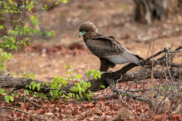 Bateleur des savanes, Aigle bateleur,  Terathopius ecaudatus, Bateleur