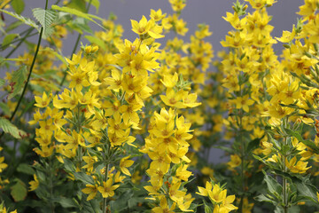 Lysimachia punctata yellow flowers