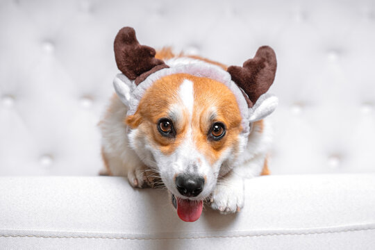 Close up portrait of cute corgi dog wearing funny hat with deer horns lies on a white sofa at home. Pretty smiling dog face expression. New year or Christmas holidays concept.