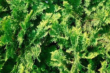 Thuja.