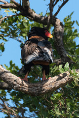 Bateleur des savanes, Aigle bateleur,  Terathopius ecaudatus, Bateleur