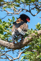 Bateleur des savanes, Aigle bateleur,  Terathopius ecaudatus, Bateleur