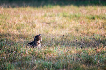 Obraz na płótnie Canvas Tabby cat outside in the meadow.