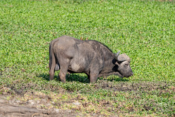 Fototapeta premium Buffle d'Afrique, Syncerus caffer, Parc national Kruger, Afrique du Sud