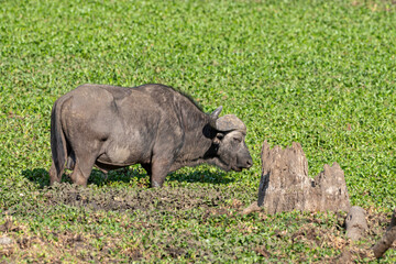 Obraz premium Buffle d'Afrique, Syncerus caffer, Parc national Kruger, Afrique du Sud
