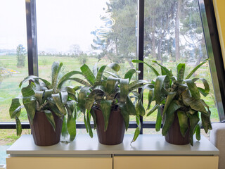 Three brown plastic pots with a green plant without flowers stand on a light shelf near the window. Aechmea. Cold lighting. Noise effect added