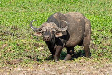 Obraz premium Buffle d'Afrique, Syncerus caffer, Parc national Kruger, Afrique du Sud