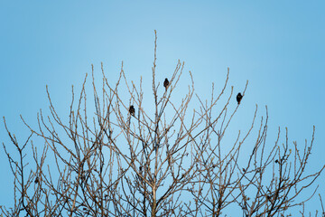 Three starlings on tree branches without leaves.
