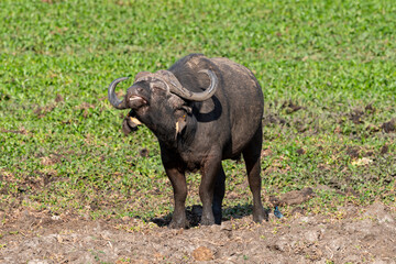 Obraz premium Buffle d'Afrique, Syncerus caffer, Parc national Kruger, Afrique du Sud
