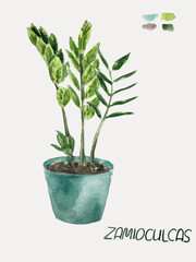 Fototapeta premium tropical flower zamioculcas in a blue pot hand draw watercolor Color palette