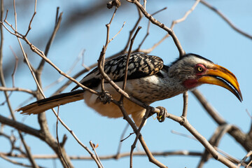 Calao leucomèle,.Tockus leucomelas, Southern Yellow billed Hornbill, Parc national Kruger, Afrique du Sud