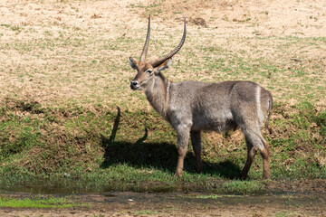 Cobe à croissant , Waterbuck,  Kobus ellipsiprymnus, Parc national du Pilanesberg, Afrique du Sud