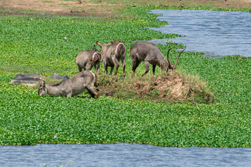 Cobe à croissant , Waterbuck,  Kobus ellipsiprymnus, Parc national du Pilanesberg, Afrique du Sud