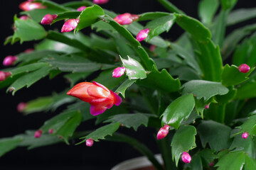 Schlumbergera