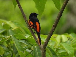 orange minivet Male  (Pericrocotus flammeus)