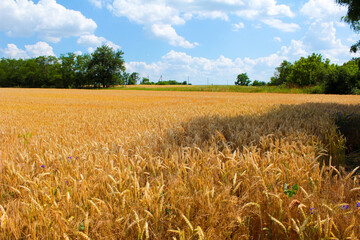 wheat field and blue sky