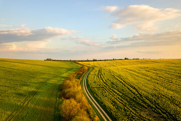 Aerial view of bright green agricultural farm field with growing rapeseed plants and cross country dirt road at sunset.