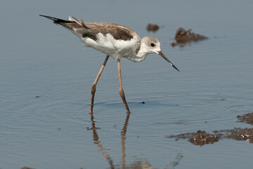 Echasse blanche, Himantopus himantopus