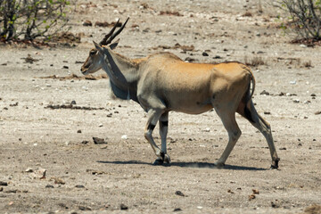 Eland du Cap, Taurotragus oryx, Parc national Kruger, Afrique du Sud