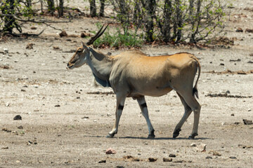 Eland du Cap, Taurotragus oryx, Parc national Kruger, Afrique du Sud