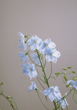 Blue Flower Blossom On White Background