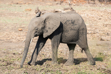 El&eacute;phant d'Afrique, Loxodonta africana, Parc national Kruger, Afrique du Sud